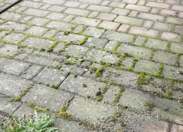 Moos von Pflastersteinen entfernen lassen in Pforzheim – Jetzt anfragen
