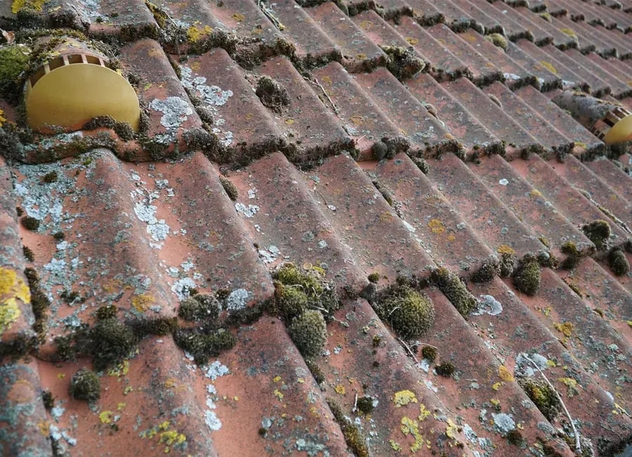 Professionelle Dachreinigung in Stuttgart und Umland